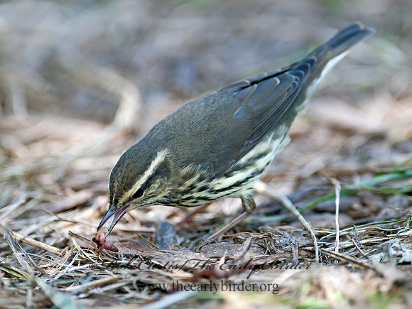 Parkesia noveboracensis  NORTHERN WATERTHRUSH 8029145z