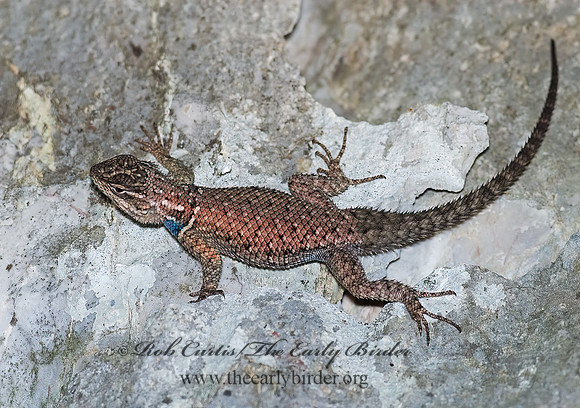 Sceloporus jarrovi  YARROW'S SPINY LIZARD 6026772z