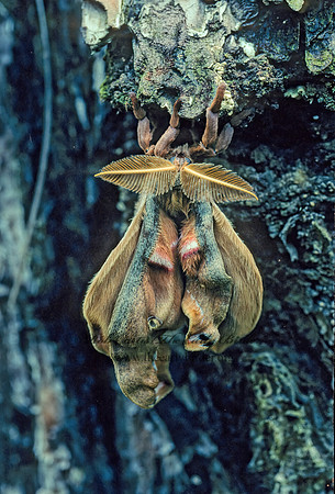 Antheraea polyphemus  POLYPHEMUS MOTH 169127 z