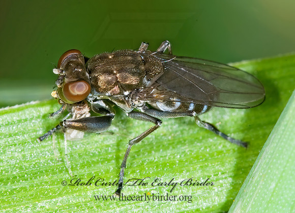 Ochthera  SHORE FLY 6014484z