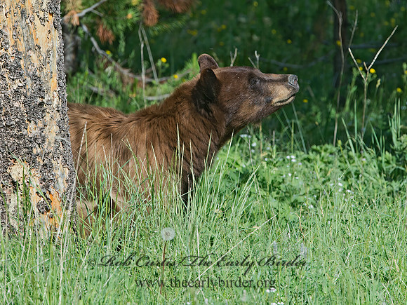 Ursus americanus  BLACK BEAR 9061365z