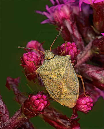 Euschistus variolarius  1-SPOTTED STINKBUG 178304z