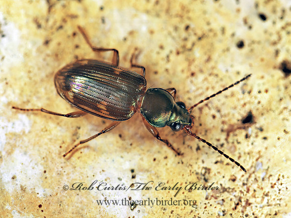 Bembidion vindicolle 200919z