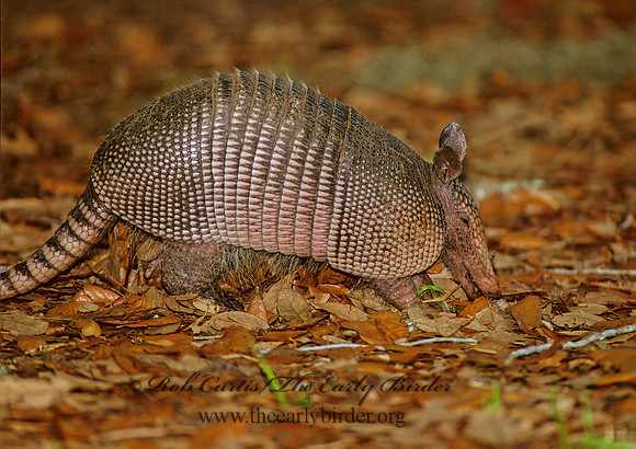Dasypus novemcinctus  9-BANDED ARMADILLO 273420z