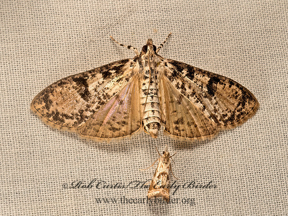 Palpita  SPILOMELINAE SNOUT MOTH 9050662z