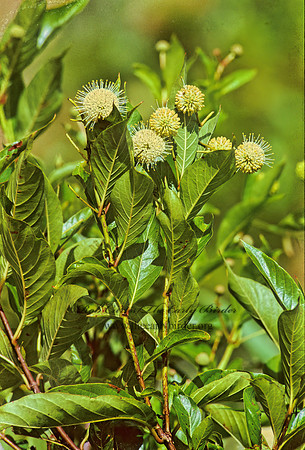 Cephalanthus occidentalis  COMMON BUTTONBUSH 249409z