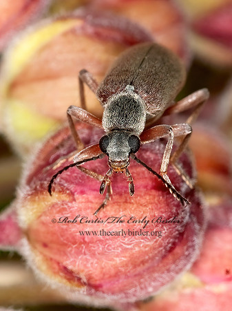 Stereopalpus vestitus  ANTLIKE FLOWER BEETLE 3002788z