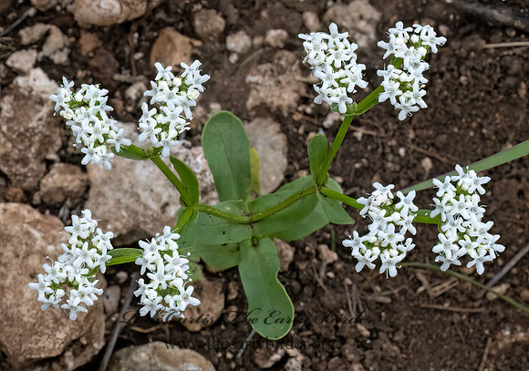 Valerianella  CORN SALAD 3035397z