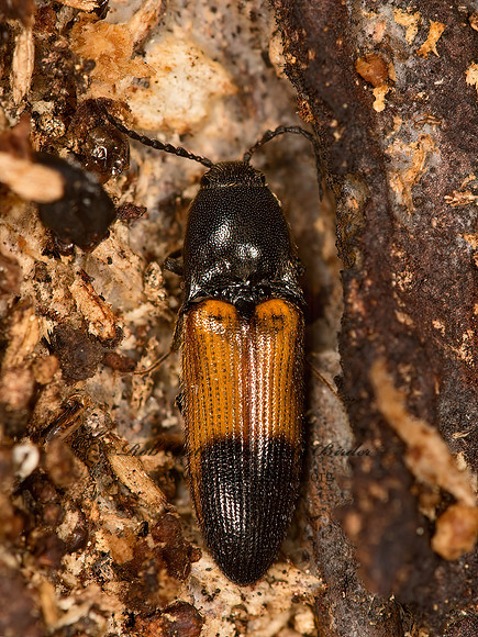 Ampedus cordifer  AMPEDININI CLICK BEETLE  9058219z