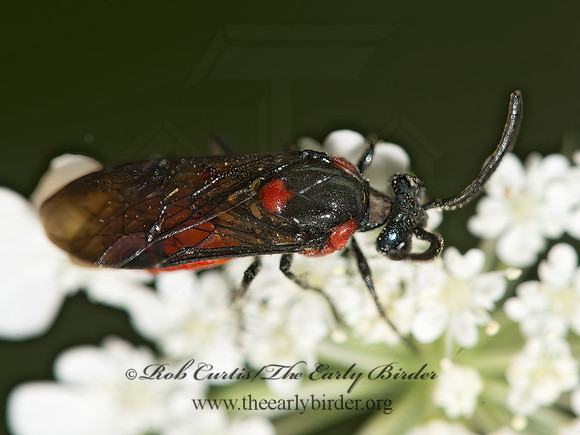 Arge humeralis  ARGID SAWFLY 9040249z