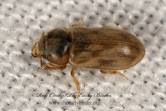 Heterocerus  VARIEGATED MUD-LOVING BEETLE 3031543z