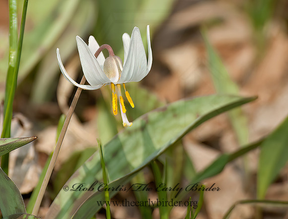 Erythronium albidium  WHITE TROUT LILY 5004992z