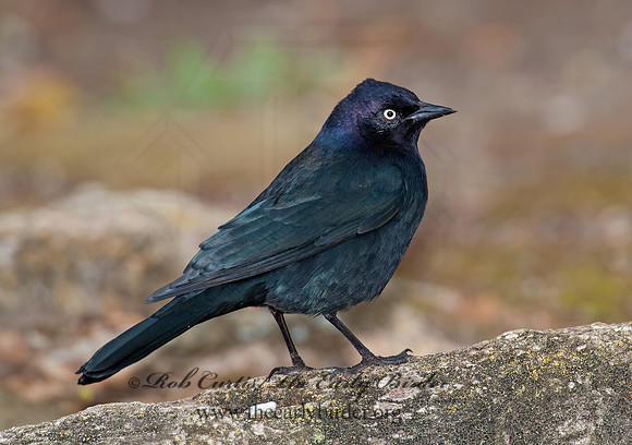 Euphagus cyanocephalus  BREWER'S BLACKBIRD 8020040z
