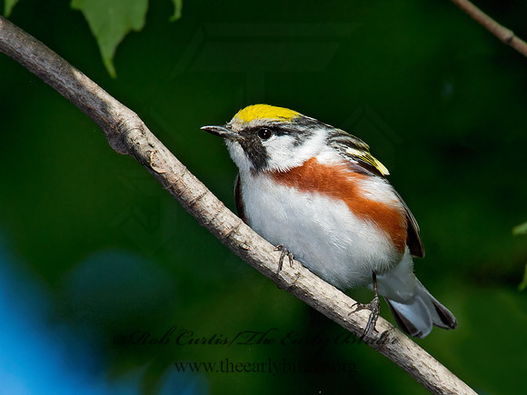 Setophaga pennsylvanica  CHESTNUT-SIDED WARBLER 9001147z