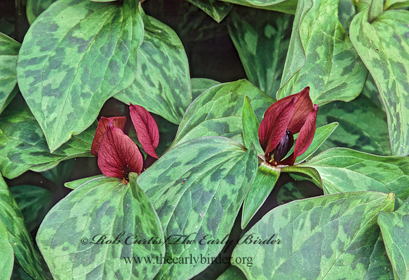 Trillium recurvatum  PRAIRIE TRILLIUM 265213z