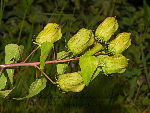 Hibiscus laevis  HALBARD-LEAF ROSEMALLOW 3026218-z