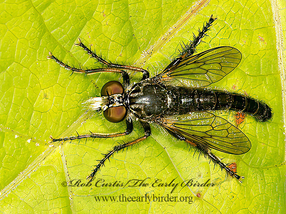 Cyrtopogon falto~  BLACK ROBBER FLY 9031858z