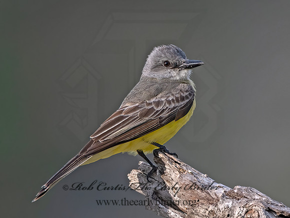 Tyrannus couchii  COUCH'S KINGBIRD 3035922z