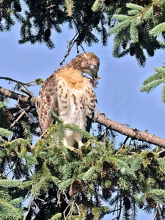 Buteo jamaicensis  RED-TAILED HAWK 9068882z