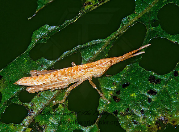 Leptalacris fastigiata SHORT-HORNED GRASSHOPPER 198320z