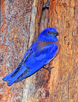 Sialia mexicana WESTERN BLUEBIRD 121901z