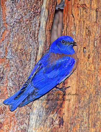 Sialia mexicana  WESTERN BLUEBIRD 121901z