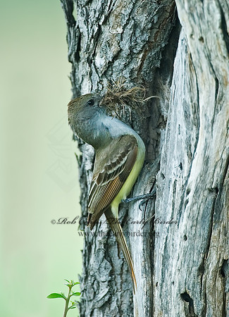 Myiarchus tyrannulus  BROWN-CRESTED FLYCATCHER 7006182z
