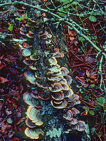 Stereum ostrea  FALSE TURKEYTAIL 21925z