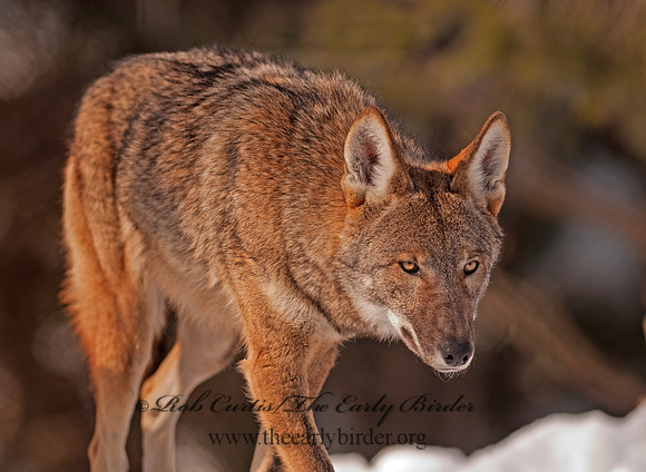 Red Wolf 3001004z