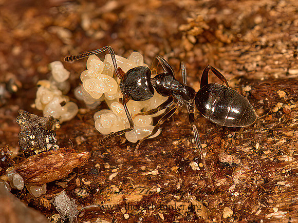 Tapinoma sessile  ODOROUS HOUSE ANT 9058215z