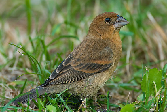 Guiraca caerulea  BLUE GROSBEAK 7002345z