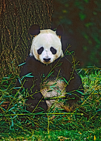 Ailuropoda melanoleuca  GIANT PANDA 159804-1z