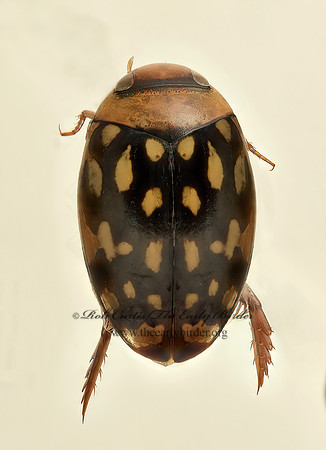 Laccophilus pictus coccinelloides PREDACEOUS DIVING BEETLE 9019519z