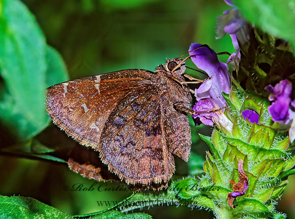 Thorybes pylades  NORTHERN CLOUDYWING 171016z