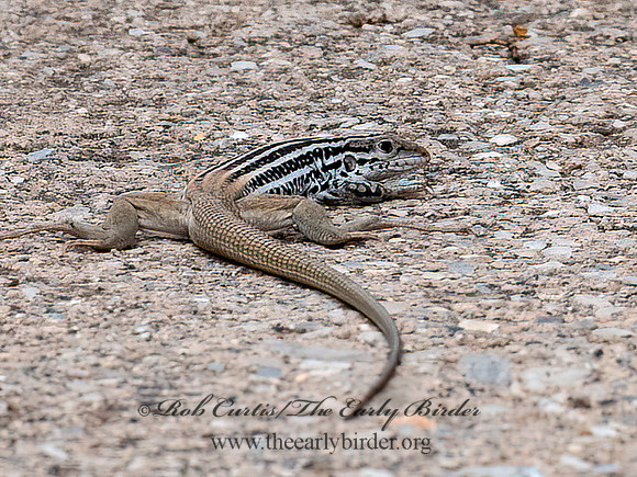 Aspidoscelis scalaris  PLATEAU SPOTTED WHIPTAIL 6040768z
