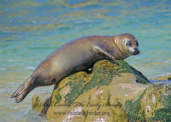 Phoca vitulina  HARBOR SEAL 124327z
