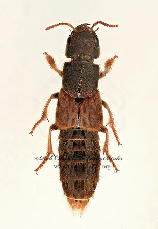 Platydracus maculosus  9020446z