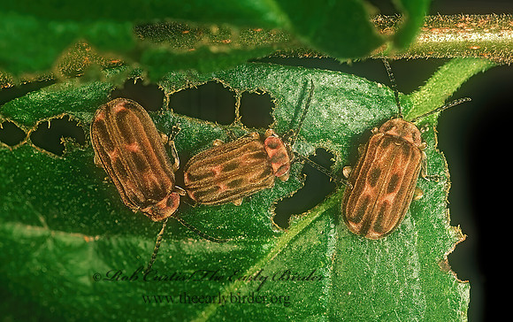 Brucita marmorata SKELETONIZING LEAF BEETLE 89512z