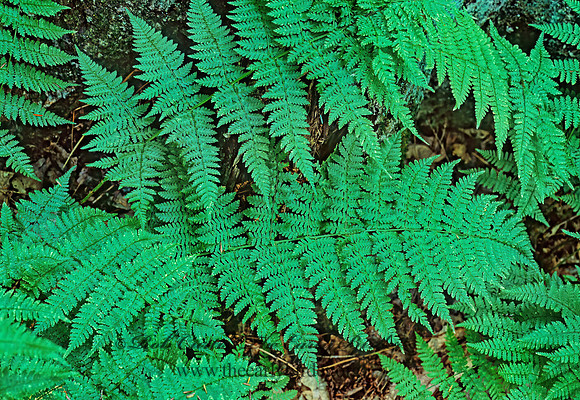 Dryopteris spinulosa  COMMON WOOD FERN 210530z