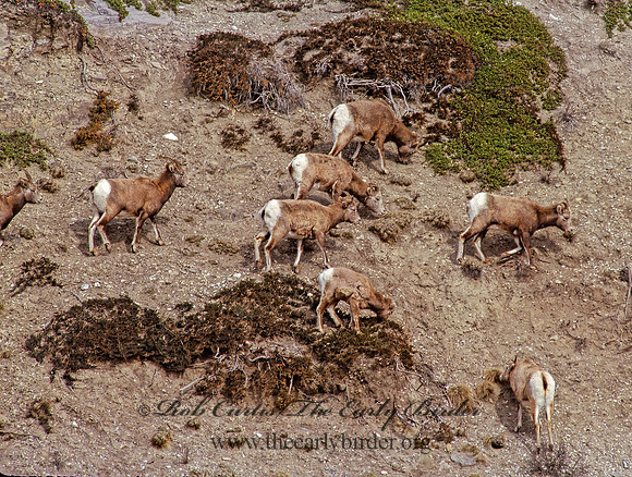 Ovis canadensis  BIGHORN SHEEP 223032z