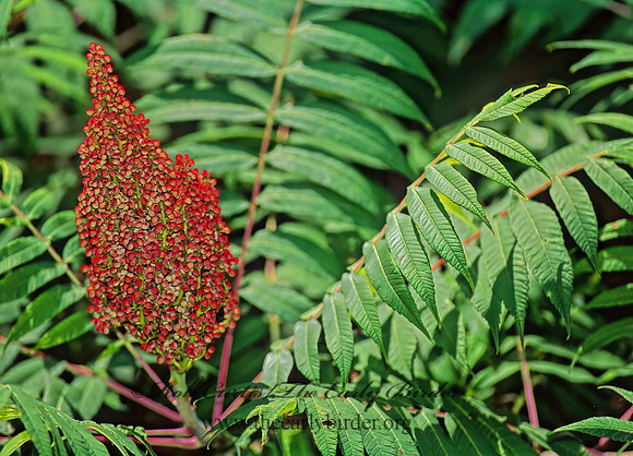 Rhus glabra  SMOOTH SUMAC 277321z