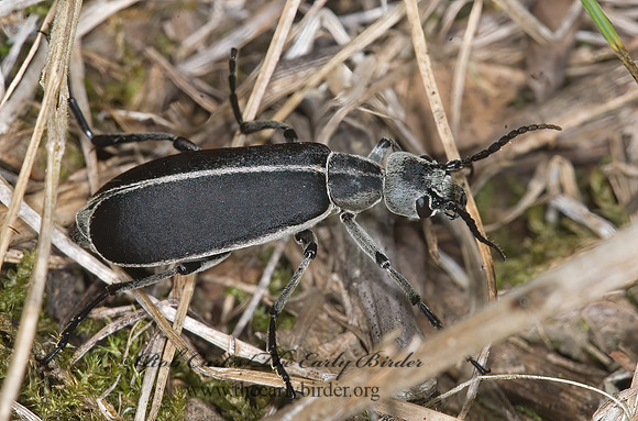 Epicauta cinerea 6013975z