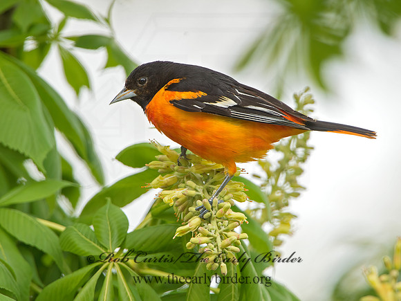 Icterus galbula  BALTIMORE ORIOLE 9044781z