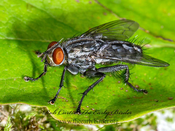 Sarcophaginae FLESH FLY 9090047z