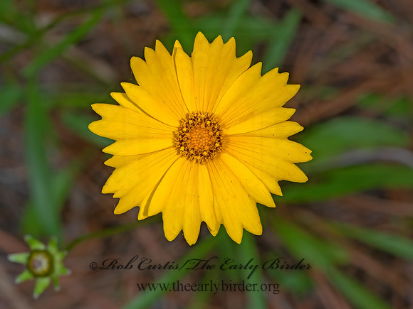 Coreopsis lanceolata  LANCE-LEAVED COREOPSIS 3028514z