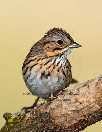 Melospiza lincolnii  LINCOLN'S SPARROW 3007650z