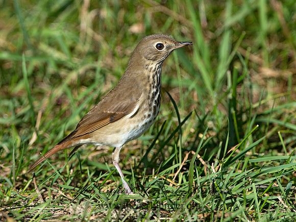 Catharus guttatus  HERMIT THRUSH 9025144z