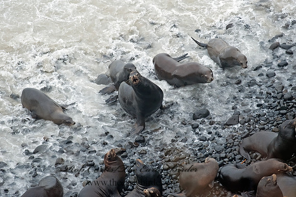 Zalophus californianus  CALIFORNIA SEA LION 8019699z