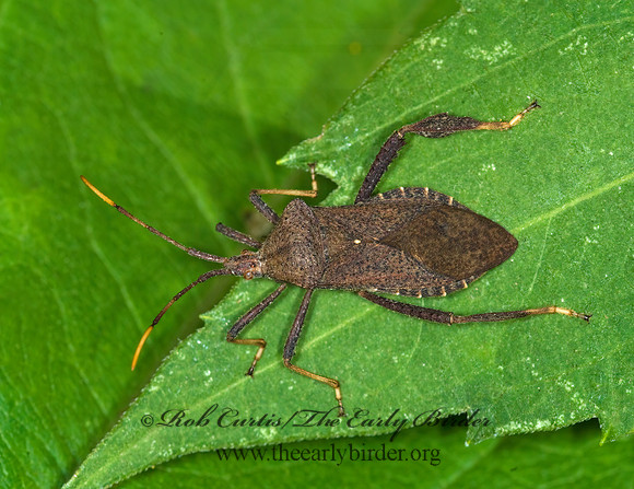 Acanthocephala terminalis 6014954 z