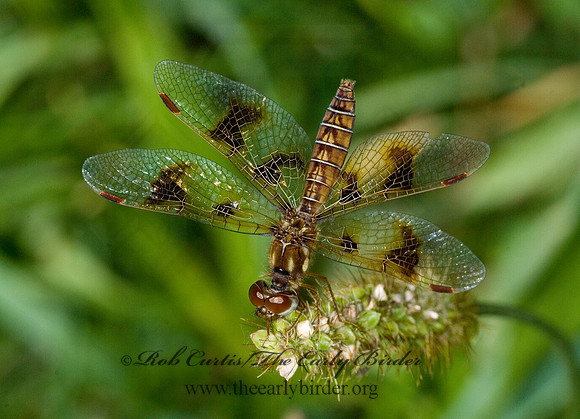 Perithemis tenera EASTERN AMBERWING 6012435 F